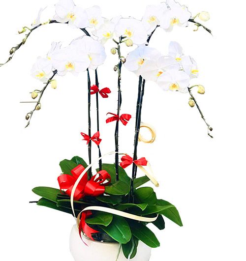 potted-white-orchid-005-branches-500x531