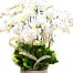 potted-white-orchid-010-branches-500x531