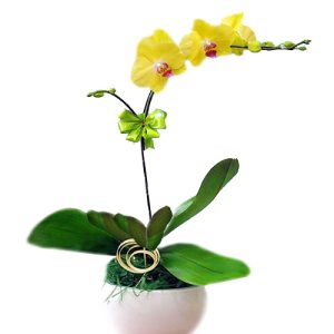 potted-yellow-orchid-001-branch
