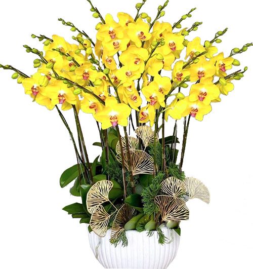 potted-yellow-orchid-010-branches-500x531
