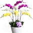 special-potted-orchids-007