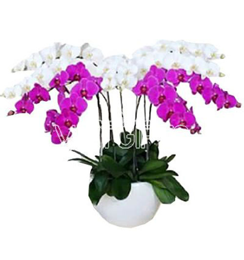 special-potted-orchids-01-1
