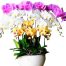 special-potted-orchids-02-1-500x531