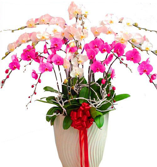 special-potted-orchids-03-1-500x531