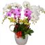 special-potted-orchids-04-1-500x531