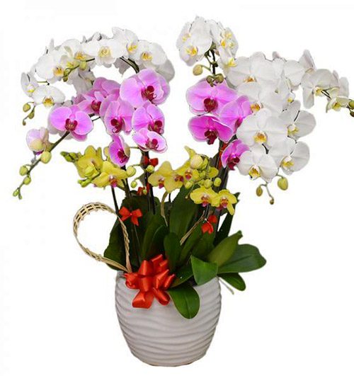 special-potted-orchids-04-1-500x531