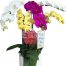 special-potted-orchids-05-1