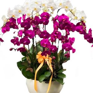 special-potted-orchids-06