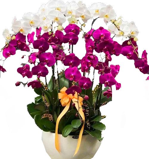 special-potted-orchids-06-1-500x531