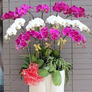 special potted orchids 06