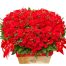 christmas roses vietnam 24