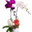 potted-orchids-christmas-005-500x531