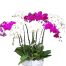 special potted orchids 08 500x531