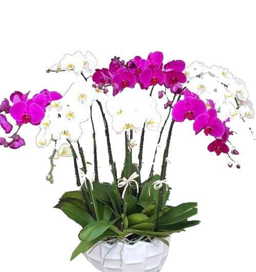 special-potted-orchids-08-500x531