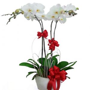 Women's Day Potted Orchids 01