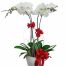 womens day orchids potted 01 500x531