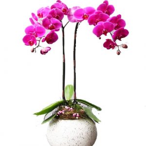 Women’s Day Orchids Potted 02