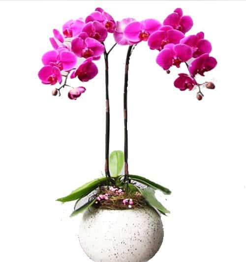 womens-day-orchids-potted-02-500x531