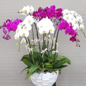 Women's Day Potted Orchids 03