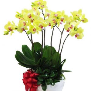 Women’s Day Orchids Potted 04