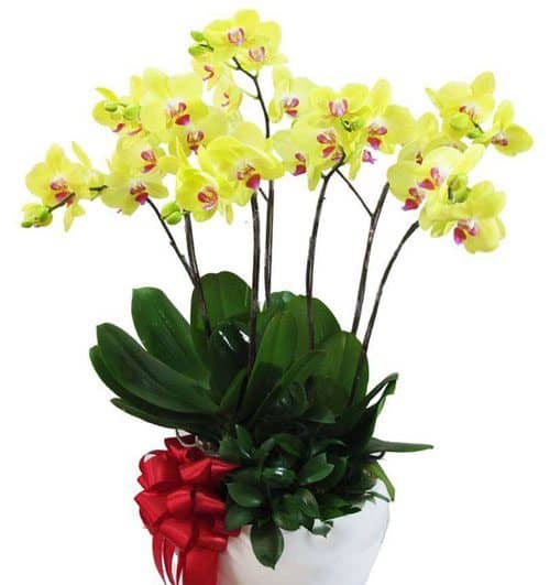womens-day-orchids-potted-04-500x531