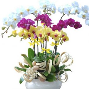 Women’s Day Orchids Potted 06