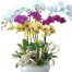 womens-day-orchids-potted-06-500x531