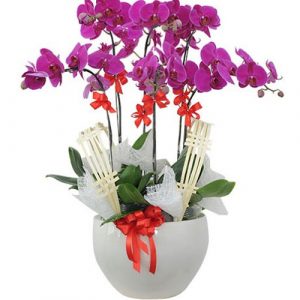 Women’s Day Orchids Potted 07