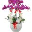 womens day orchids potted 07 500x531