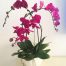 womens-day-orchids-potted-11-500x531