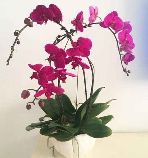 womens-day-orchids-potted-11-500x531