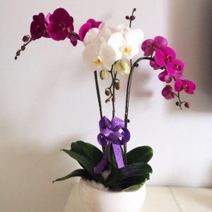 Women’s Day Orchids Potted 12
