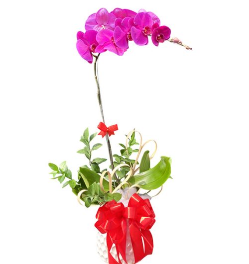 womens day potted orchids vietnam 01