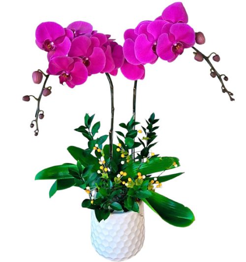 womens day potted orchids vietnam 04