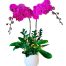 womens day potted orchids vietnam 04