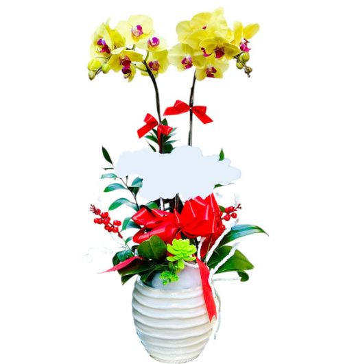 womens day potted orchids vietnam 05