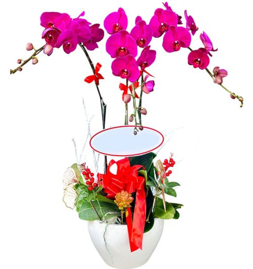 womens day potted orchids vietnam 07