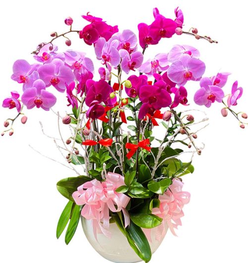 womens day potted orchids vietnam 12