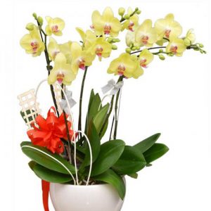 flowers-for-valentine-54