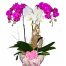 poted-orchids-for-tet-012