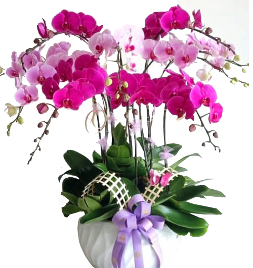 poted-orchids-for-tet--013