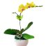 poted-orchids-for-tet-014