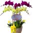 poted-orchids-for-tet-019
