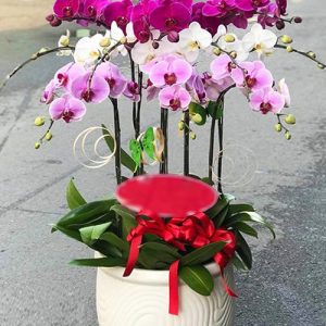 poted-orchids-for-tet-12