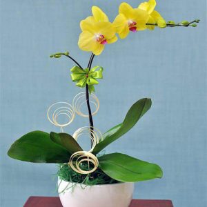 poted-orchids-for-tet-14