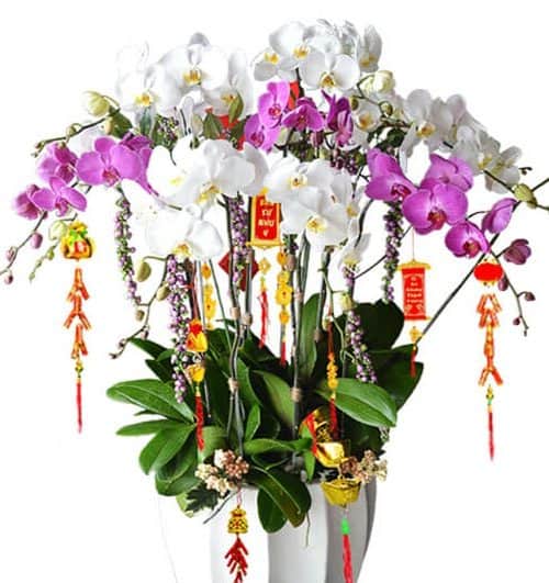 poted-orchids-for-tet-17
