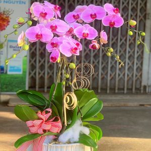 poted-orchids-for-tet-19