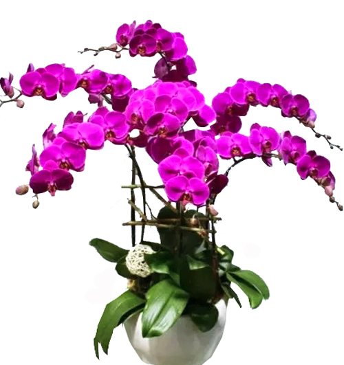 special-orchids-for-tet-005