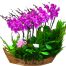 special-orchids-for-tet-009