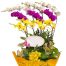 special-orchids-for-tet-013